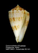 Conus sulcatus (f) samiae (2)